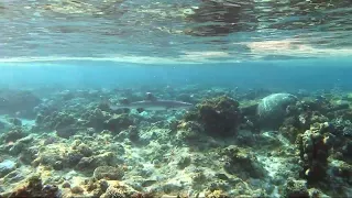 Рифовая акула / Whitetip reef shark. Внешний риф бухты Сахль-Хашиш, Красное море, Египет.