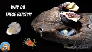 The Worst Parasites in the Ocean