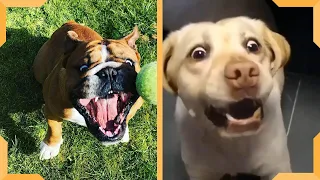 犬の失敗のコンパイルビデオ|面白い犬つる|笑わないようにしてください...