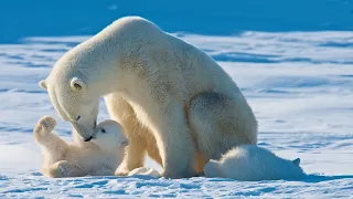 Denning is Essential for Polar Bears