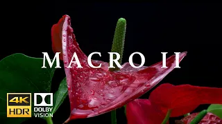 Macro II HDR 4k 60fps Dolby Vision Laowa Probe Lens