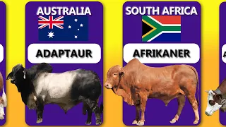 Commercial CATTLE BREEDS from different countries