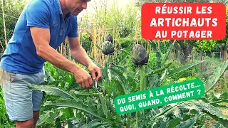 COMMENT CULTIVER L'ARTICHAUT AU POTAGER - Culture décorative et nourrissante