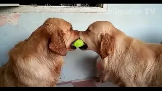 Смешные собаки Приколы про собак Funny Dogs 2017...