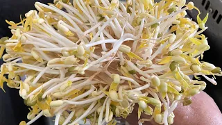 How to Grow Mung Bean Sprouts at home