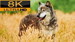Wolf 8k Video wild animals 8k video,animals 8k video,8k animals wildlife,animals 8k ultra hd,