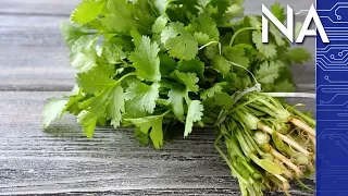 Why Some People HATE Cilantro