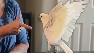 15 Tips For Cockatoo Owners!