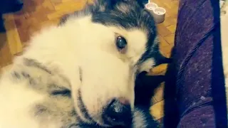 Поющий маламут. Malamute sing a songs.