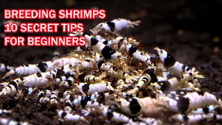 Secrets of breeding CARIDINA #SHRIMP - 10 tips for beginners breeding shrimps