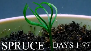 Growing SPRUCE Tree Time Lapse - 77 Days