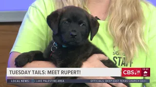 TUESDAY TAILS: Meet Rupert from the SPCA of East Texas