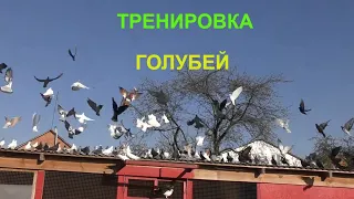 13.04.20. ГОЛУБИ тренировка утром и вечером.DOVE workout morning and evening