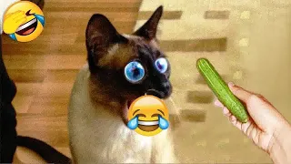 😆🐱 Best Cats Videos 😹🐱 Funny Animal Moments 2024 # 13
