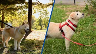 Dog Harness Vs. Collar: Which One Should You Choose?