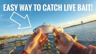 Easiest Way to Catch Live Bait!