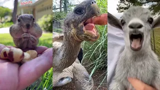 Truly AMAZING Compilation Of Funny And Cute Animals That Will Make Your Day A Little BETTER - #2022