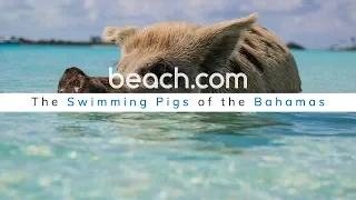 THE SWIMMING PIGS OF THE BAHAMAS!