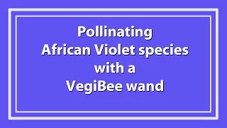 Pollinating a Species African Violet with a VegiBee