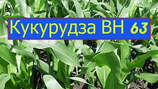 Кукурудза ВН 63 станом на 19.06.2020