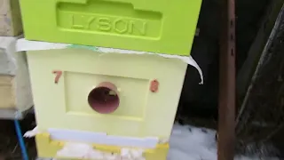 разная методика зимовки пчел - 3 - зимовка пчел, улей Лысонь с дном улья bienenhaus ( Белгород )