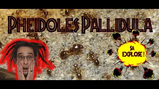 PHEIDOLE PALLIDULA.. My BIG ant colony EXPLODES!!! Medoc72