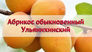 Абрикос обыкновенный Ульянихинский 🌿 Обзор: посадка и уход. саженцы абрикоса: описание и особенности