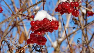 ЖИЗНЬ НА НОВОЙ ЗЕМЛЕ (ВРАЧЕВАТЕЛИ ДУШ)