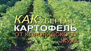 Обработайте КАРТОФЕЛЬ ЭТИМ НАТУРАЛЬНЫМ средством и забудете про КОЛОРАДСКОГО ЖУКА!