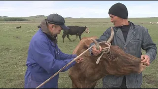 Зеренді ауданының мал дәрігерлері ветеринарияға нақты өзгеріс енгізуді сұрайды