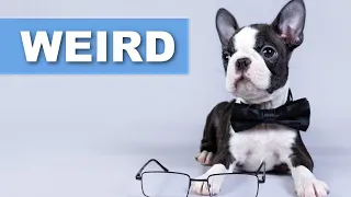 8 Weird Things Boston Terriers Do (Owners Surveyed)