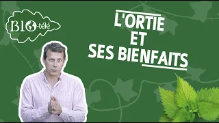 SANTÉ : L'ORTIE ET SES BIENFAITS