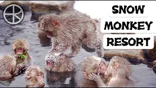 Snow monkeys soak in hot spring 2022 | Snow Monkey Resort | Nagano | Japan