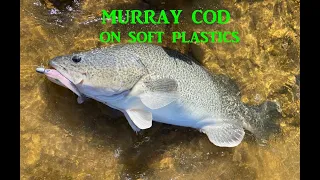 Murray Cod on Soft Plastics!