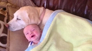 Los bebés lindos que juegan con los perros Labrador - Perros Amor bebés Compilación [HD VIDEO]