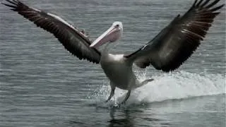 Exotic Birds | Australian Pelicans Skimming Over Water