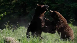 Bear Fight!