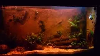Enjoy sunrise, sunset and moonlight in aquarium with sera LED X-change System (Dimmer demo)