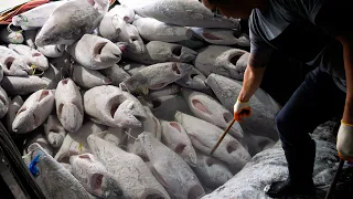 A grand-Scale Blue Fin Tuna Sashimi Production | Taiwanese food