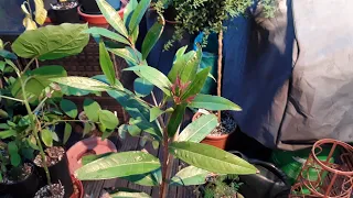 Roseapple ( Syzygium Jambos ) Autumn update