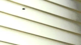 When Carpenter Bees Attack Charlotte Home Inspectors