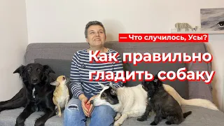 Что случилось, Усы? Как правильно гладить собаку