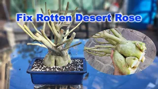 Save your rotten and dying Desert Rose | GreenMangoes | Adenium