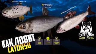 Русская рыбалка 4. 🎣🐬 оз. КУОРИ 🦈 КАК ЛОВИТ LATORSO 👀