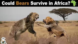 Could Bears Survive in Africa?