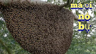 #712. Đến Sóc Trăng Chinh Phục Tổ Ong HÃI HÙNG Khổng Lồ Tháng Mưa. Conquer the Beehive Ask the Giant