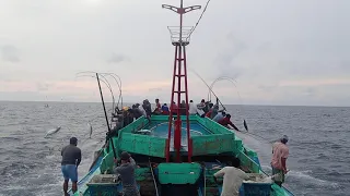 Skipjack Tuna Feasts! Pole and Line Fishing from Bitung, North Sulawesi (KM. Jaya Bitung 89)