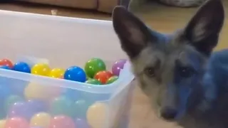 Pet Fox  🐭 Looks for Mouse in Ball Pit