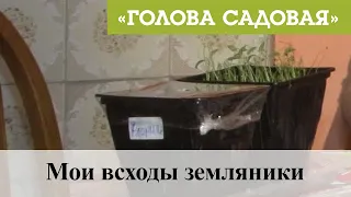 Голова садовая - Мои всходы земляники