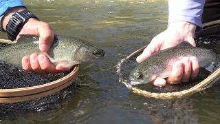 Slamming Trout in the PA Mountains Stream Side Lunch Included